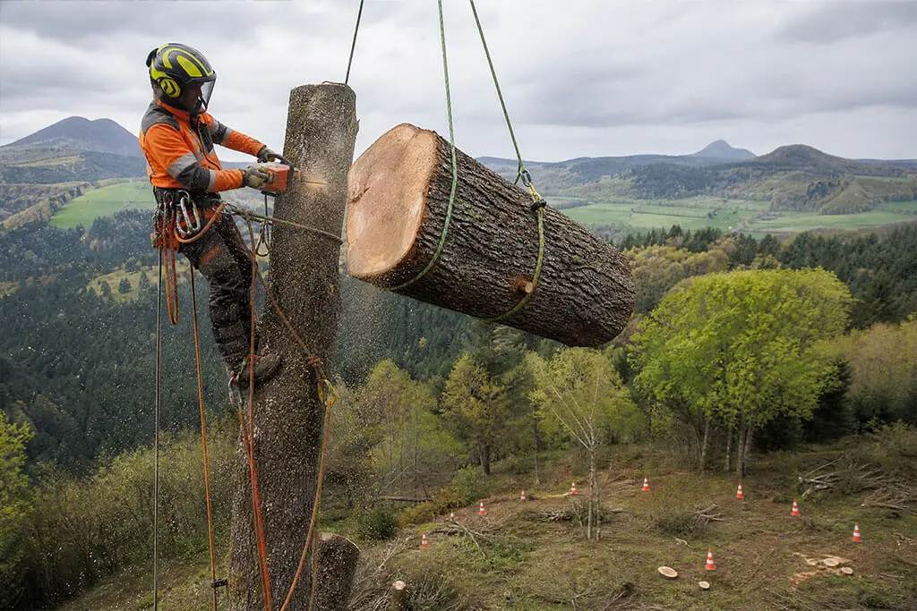 Abattage d'arbre sécurisé dans le Puy-de-Dôme