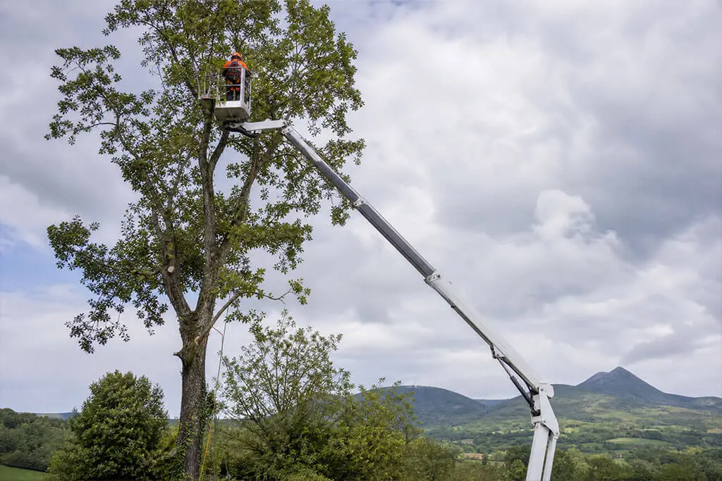 Élagage grande hauteur avec nacelle 20 mètres dans le Puy-de-Dôme