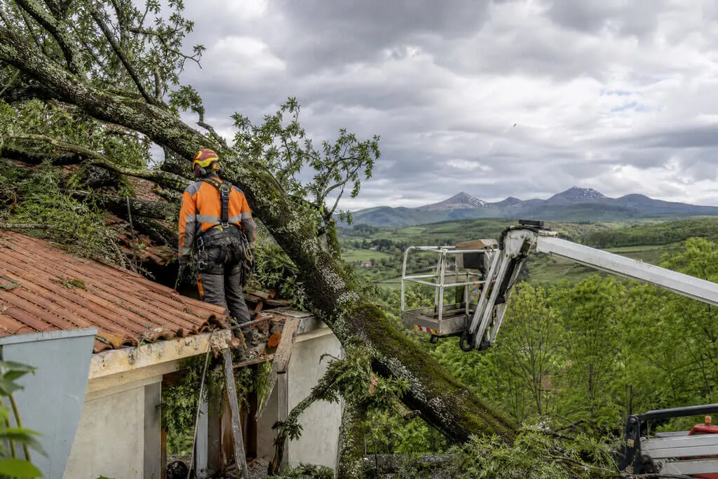 Intervention d'urgence sur arbre dangereux après tempête dans le Puy-de-Dôme